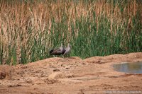 Hadada-ibis